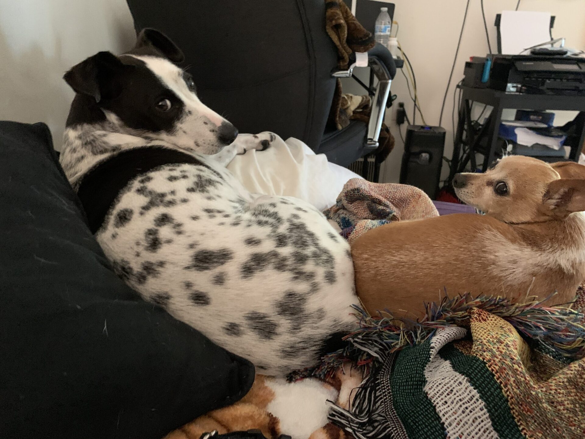I’m Messy and Disorganized. Can I Still Be A Good Dog Parent?