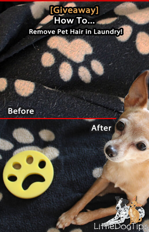 Giveaway] Does FurZapper Really Remove Pet Hair From Laundry? 🐾 Little Dog  Tips