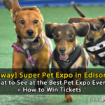 [Giveaway] The Things I’ve Seen At Super Pet Expo
