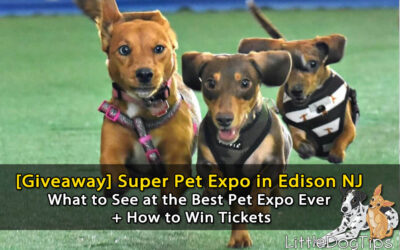 [Giveaway] The Things I’ve Seen At Super Pet Expo