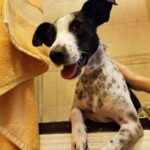 Why I Shower With My Dogs – And You Can Too!