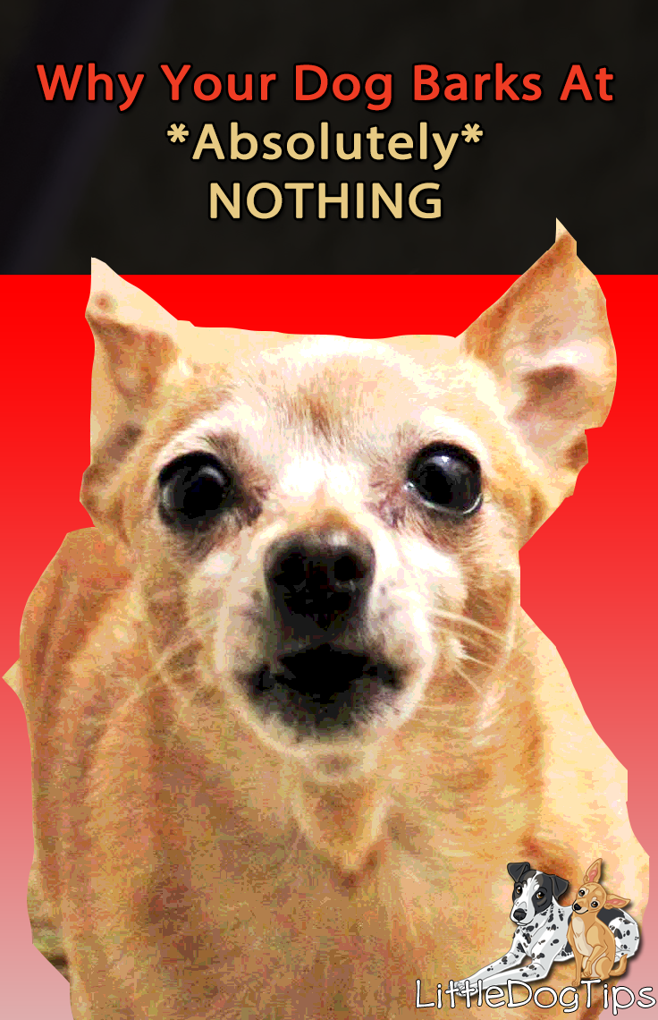 Why Do Dogs Bark at Nothing? 🐾 Little Dog Tips
