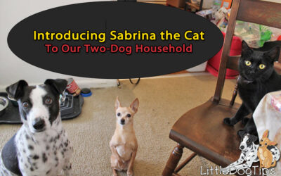 We Added A Cat To Our Two-Dog, Cat-Hating Household. Here’s What Happened.