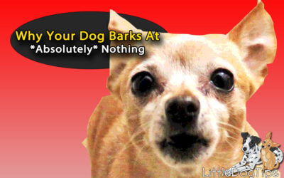 Why Do Dogs Bark at Nothing?