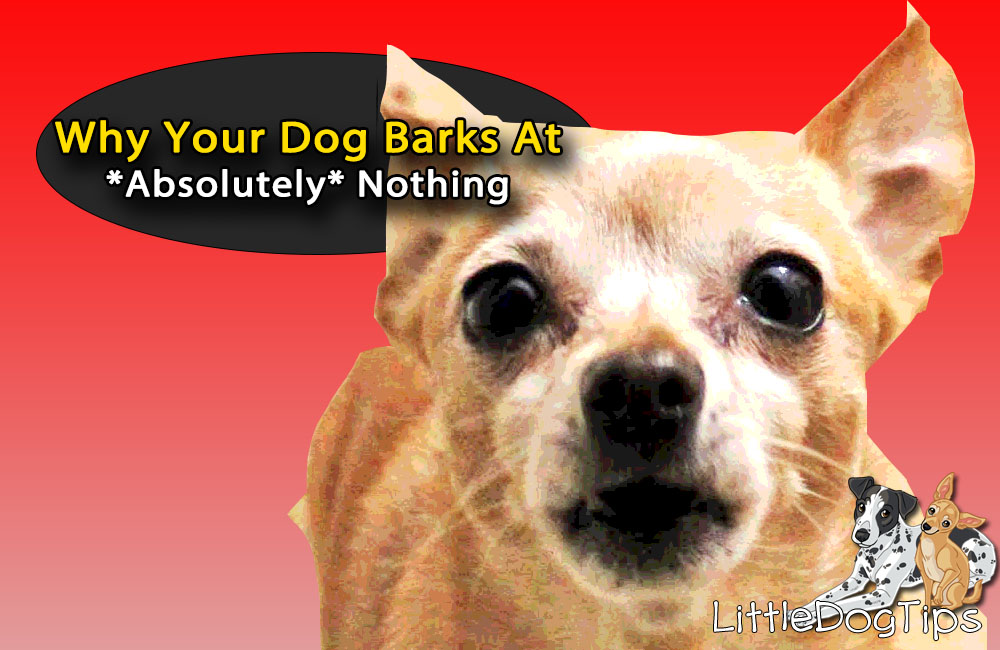 Why does my dog bark at nothing?