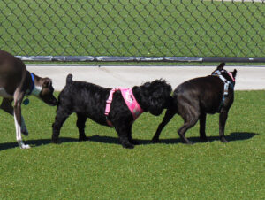 CTVT info - canine cancer caused by butt sniffing. Image description three dogs lined up sniffing butts