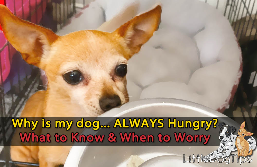 Is Your Dog Always Hungry?