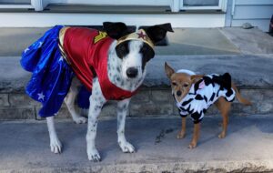 Dogs on Halloween: Matilda in her Cow costume and Cow in her Wonder Woman costume
