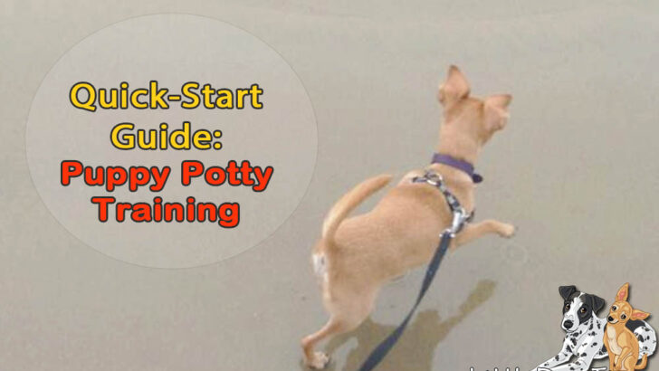 Your Quick-Start Guide To Puppy Potty Training