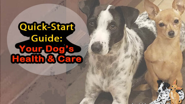 Your Quick-Start Guide To Your Dog’s Health And Care