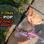 Is It Okay To Pop Your Dog’s Leash?