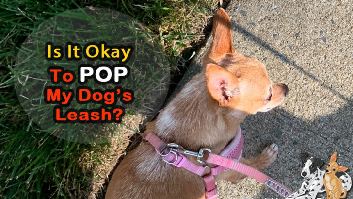 Is It Okay To Pop Your Dog’s Leash?