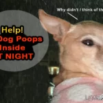 Help! My Dog Poops In The House At Night