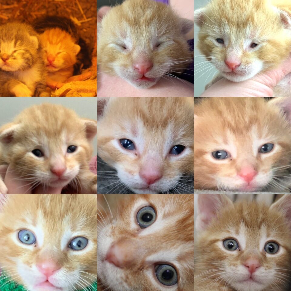 Happy birthday, Matilda and the cows!What keeps my dog young at 9 years