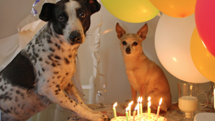 Happy Birthday, Matilda and Cow! What Keeps My Dogs Young At 9 Years Old