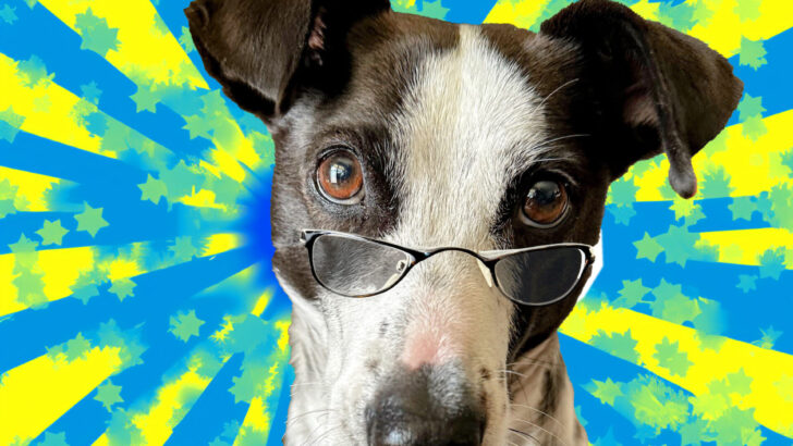Cow the mixed breed dog wearing glasses